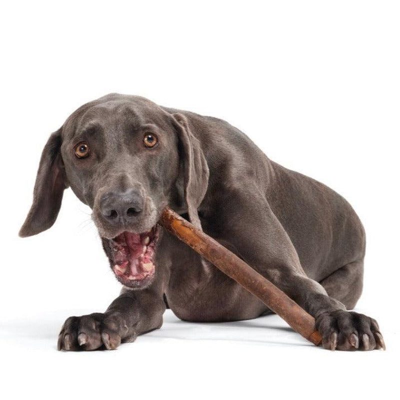 BARK Beefy Chewin' Collagen Chews - Support Dental Health and Deliver the Benefits of Collagen